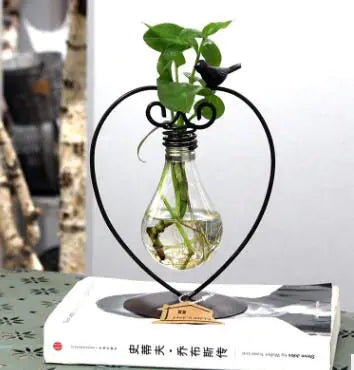 Creative Hydroponic Potted Plant in Glass Container