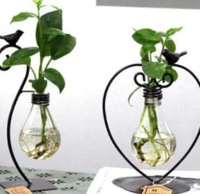 Creative Hydroponic Potted Plant in Glass Container
